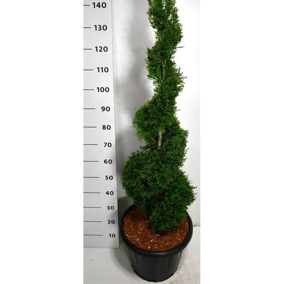 Thuja – Thuja occidentalis 'Smaragd' - C25 100-120 cm. Spiraal